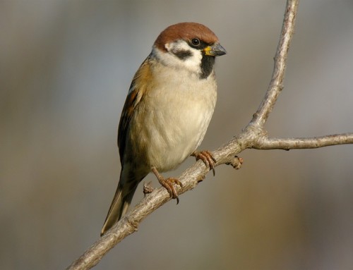 Les oiseaux français décimés par l’agriculture